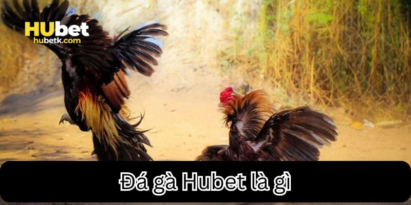 Tìm hiểu về sảnh đá gà hubet